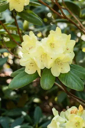 Rhododendron 'Goldinetta' - 30-40 CM C5 - image 3