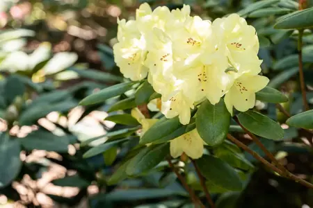 Rhododendron 'Goldinetta' - 30-40 CM C5 - image 2