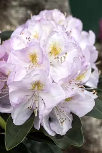 Rhododendron 'Gomer Waterer' - 30-40 CM C5 - image 5