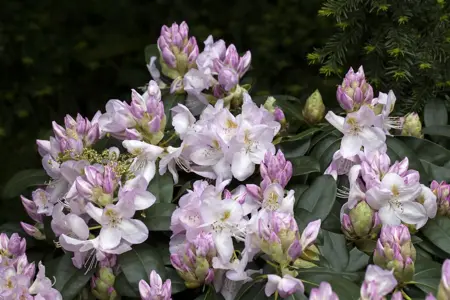 Rhododendron 'Gomer Waterer' - 30-40 CM C5 - image 1