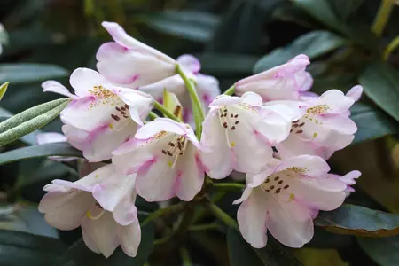 Rhododendron 'Gomer Waterer' - 60-80 CM C20 - image 5