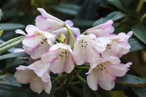 Rhododendron 'Gomer Waterer' - 60-80 CM C20 - image 5