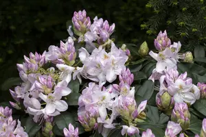 Rhododendron 'Gomer Waterer'