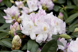Rhododendron 'Gomer Waterer' - 25-30 CM C3 - image 3