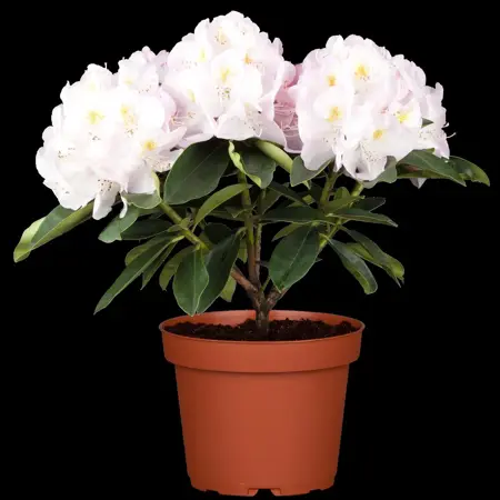 Rhododendron 'Gomer Waterer' - 30-40 CM C5 - image 4