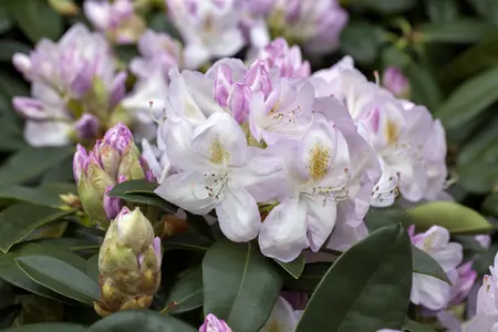 Rhododendron 'Gomer Waterer' (Inkarho) - 30-40 CM C5 - image 2