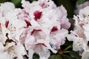Rhododendron 'Graffito' - 30-40 CM C5