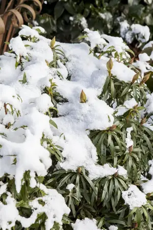 Rhododendron 'Graziella' - 3 Ltr pot - image 2