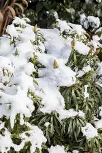 Rhododendron 'Graziella' - 3 Ltr pot - image 2