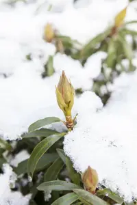 Rhododendron 'Graziella' - 3 Ltr pot - image 3