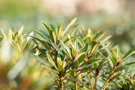 Rhododendron 'Graziella' - 2 Ltr pot - image 5