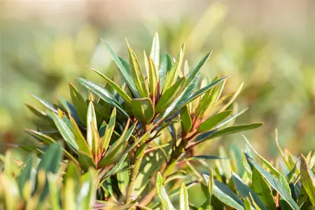 Rhododendron 'Graziella' - 60-80 CM C20 - image 5