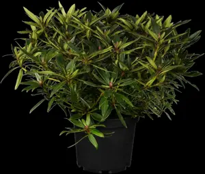 Rhododendron 'Graziella'