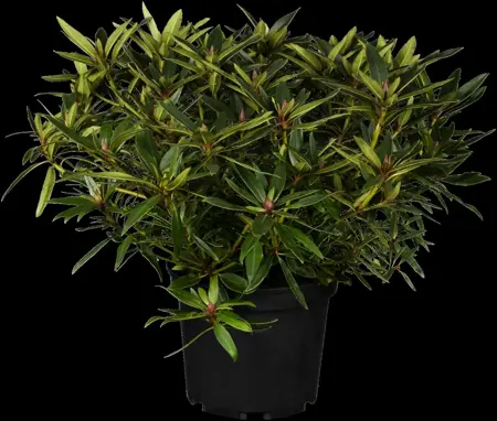 Rhododendron 'Graziella' - 3 Ltr pot - image 1
