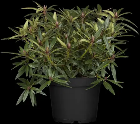 Rhododendron 'Graziella' - 2 Ltr pot - image 4