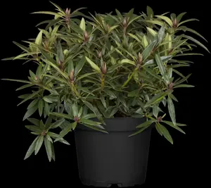 Rhododendron 'Graziella' - 2 Ltr pot - image 4