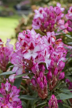Rhododendron 'Hachm. Charmant' - 30-40 CM C5 - image 3