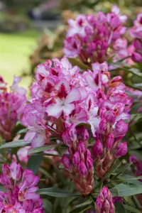 Rhododendron 'Hachm. Charmant' - 30-40 CM C5 - image 3