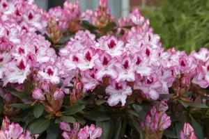 Rhododendron 'Hachm. Charmant'