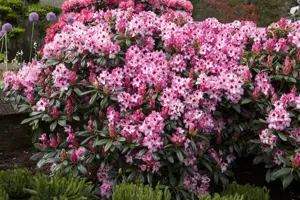 Rhododendron 'Hachm. Charmant' - 30-40 CM C5 - image 2
