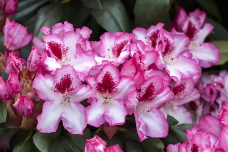 Rhododendron 'Hachm. Charmant' - 30-40 CM C5 - image 4
