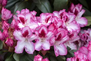 Rhododendron 'Hachm. Charmant' - 30-40 CM C5 - image 4