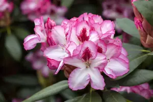 Rhododendron 'Hachm. Charmant' - 30-40 CM C5 - image 5