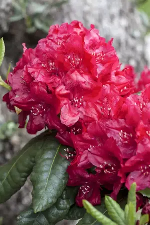 Rhododendron 'Hachm. Feuerschein' - 30-40 CM C5 - image 4