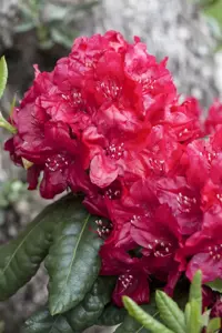 Rhododendron 'Hachm. Feuerschein' - 30-40 CM C5 - image 4
