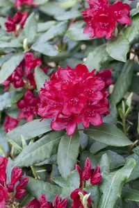 Rhododendron 'Hachm. Feuerschein'