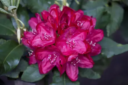 Rhododendron 'Hachm. Feuerschein' - 30-40 CM C5 - image 5