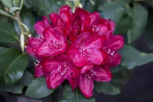 Rhododendron 'Hachm. Feuerschein' - 30-40 CM C5 - image 5