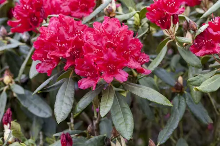 Rhododendron 'Hachm. Feuerschein' - 5 Ltr pot - image 2