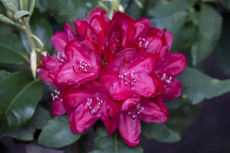 Rhododendron 'Hachm. Feuerschein' - 5 Ltr pot - image 4