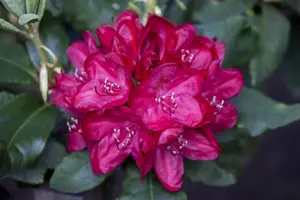 Rhododendron 'Hachm. Feuerschein' - 5 Ltr pot - image 4