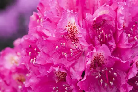 Rhododendron 'Hachm. Feuerschein' - 5 Ltr pot - image 5