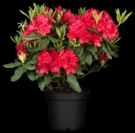 Rhododendron 'Hachm. Feuerschein' - 30-40 CM C5 - image 2