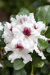 Rhododendron 'Hachmann's Picobello' - 60-80 CM C20 - image 4