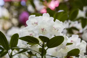 Rhododendron 'Hachmann's Picobello'