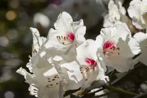 Rhododendron 'Hachmann's Picobello' - 5 Ltr pot - image 3