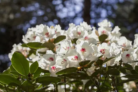 Rhododendron 'Hachmann's Picobello' - 60-80 CM C20 - image 2