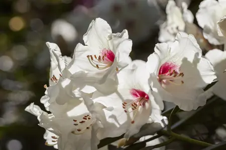 Rhododendron 'Hachmann's Picobello' - 60-80 CM C20 - image 3