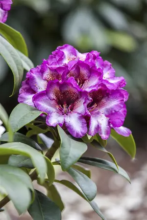 Rhododendron 'Hans Hachman' - 5 Ltr pot - image 1