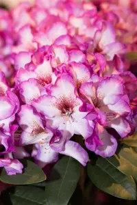 Rhododendron 'Hans Hachman' - 60-80 CM C20 - image 3