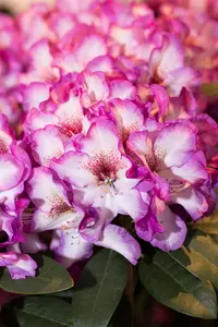 Rhododendron 'Hans Hachman' - 5 Ltr pot - image 3