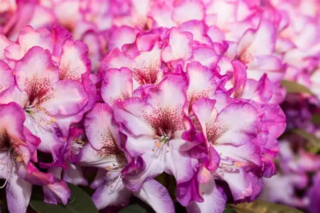 Rhododendron 'Hans Hachman' - 60-80 CM C20 - image 2
