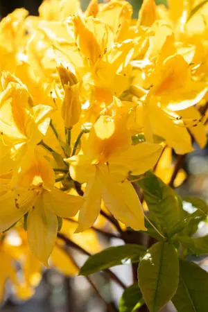 Rhododendron 'Harvest Moon' - 100-125 CM C25