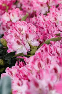 Rhododendron 'Helen Martin' - 5 Ltr pot - image 2