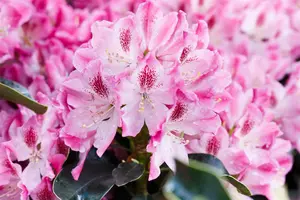 Rhododendron 'Helen Martin' - 5 Ltr pot - image 3