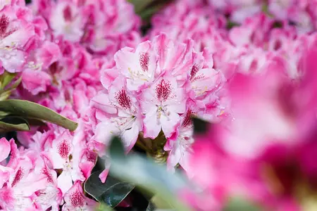 Rhododendron 'Helen Martin' - 5 Ltr pot - image 4